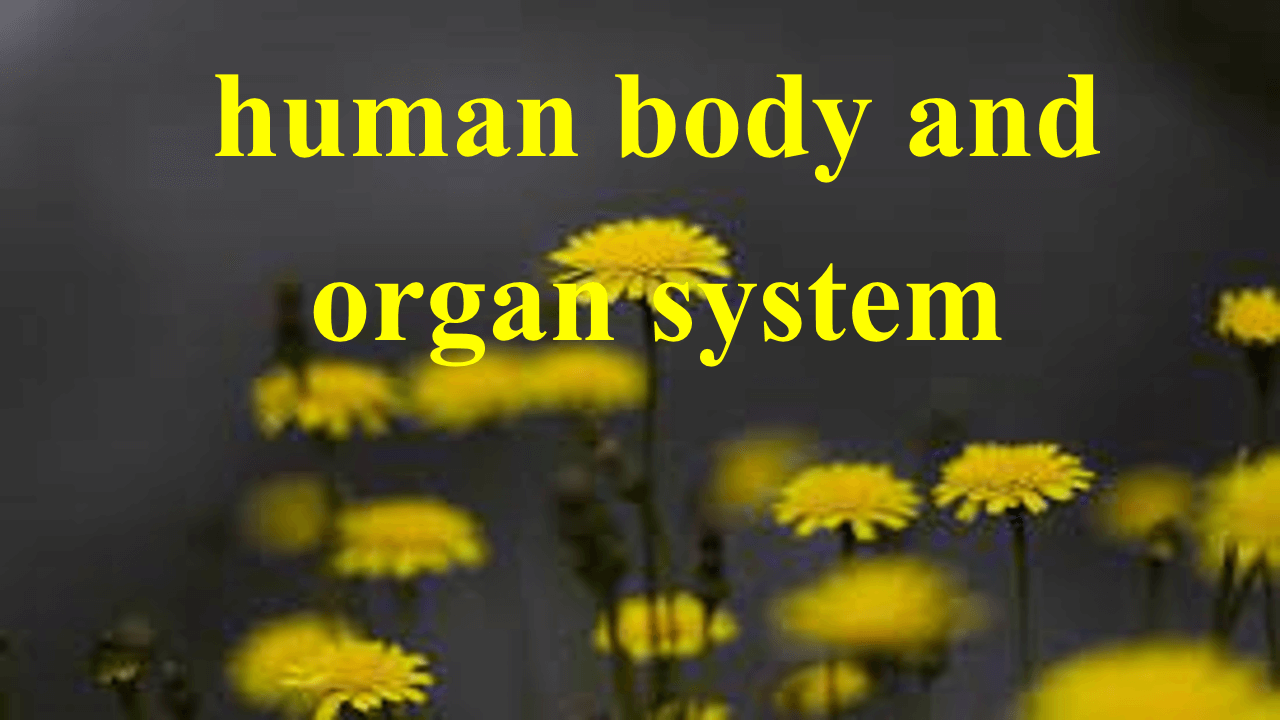 human body and organ system